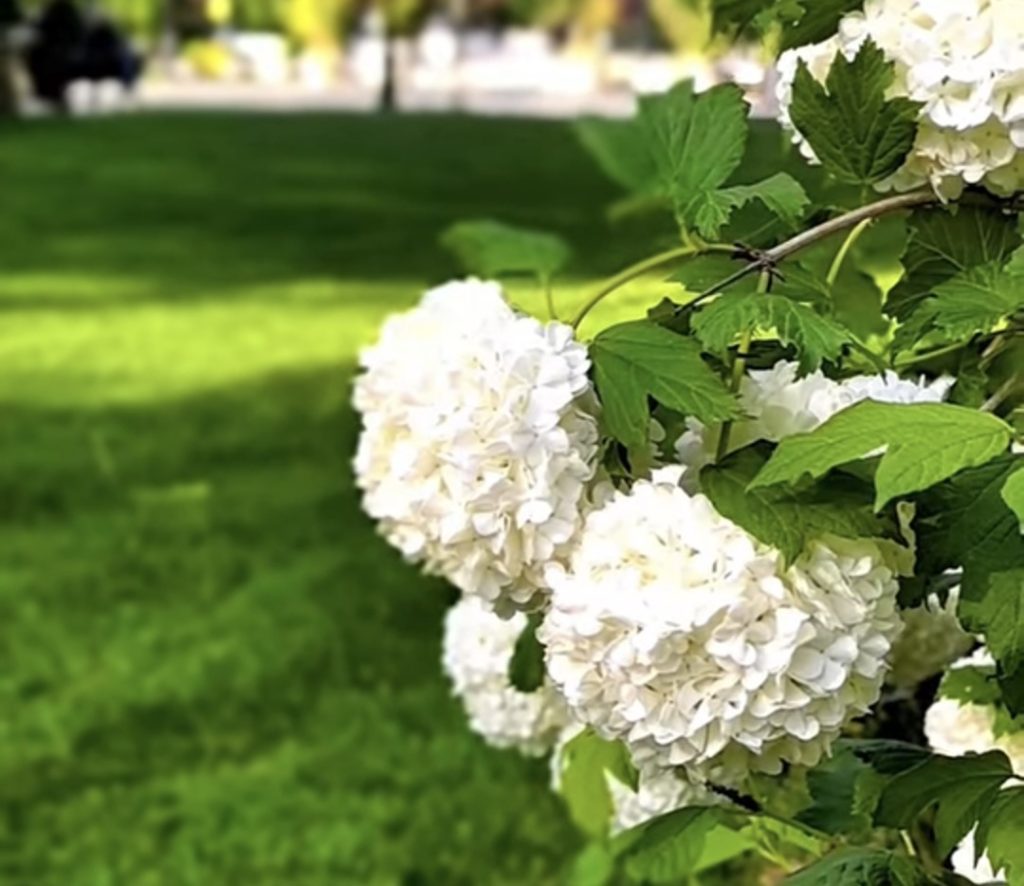 Târgoviște – un oraș tot mai verde! 