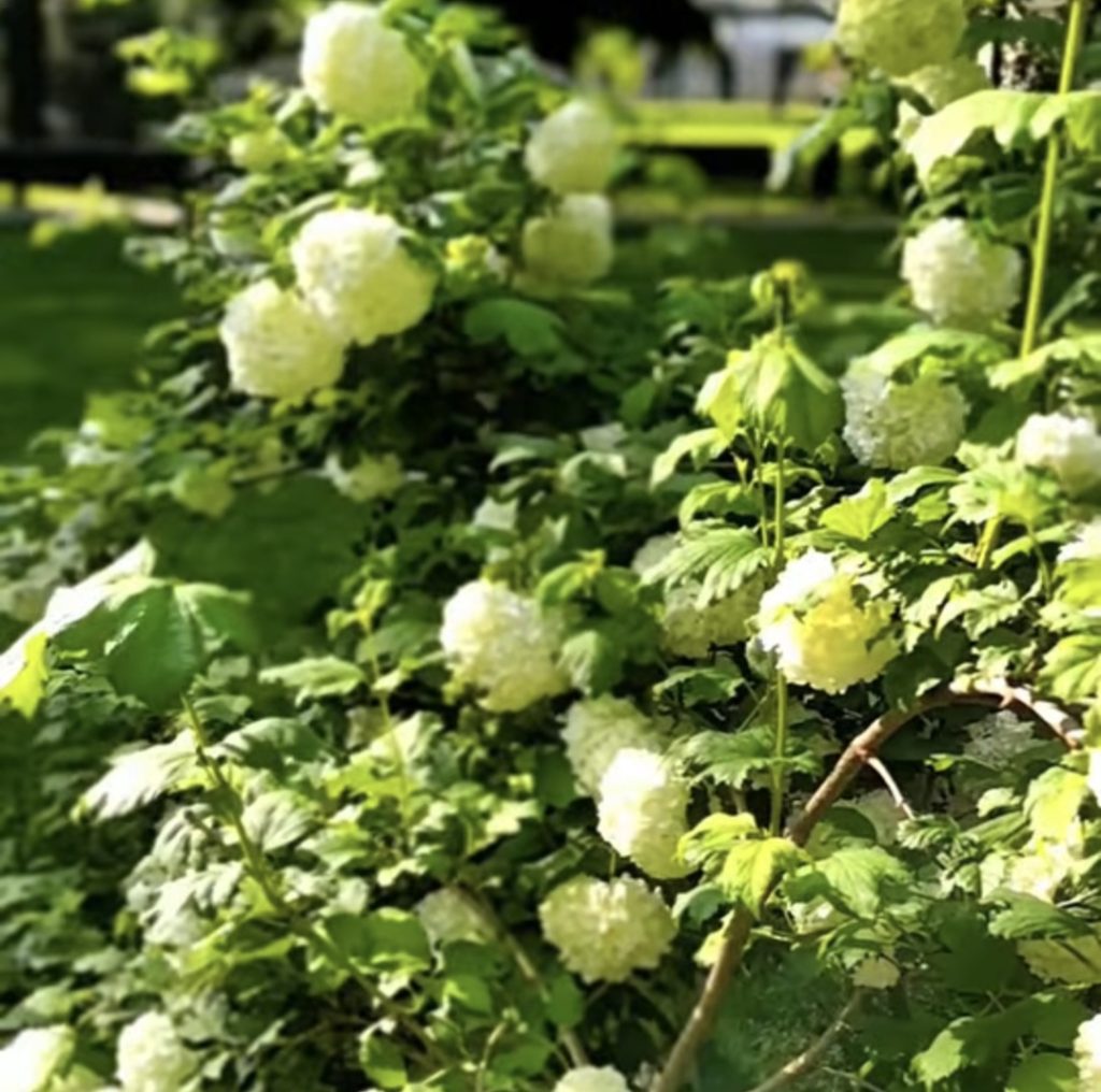 Târgoviște – un oraș tot mai verde! 