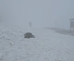 Viscol și ninsoare la Cabana Omu