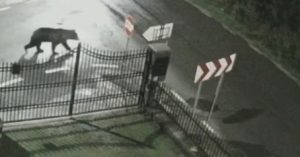 Avertizare RO-ALERT după apariția unui urs