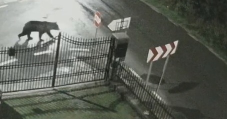 Avertizare RO-ALERT după apariția unui urs în satul Glod Avertizare RO-ALERT după apariția unui urs