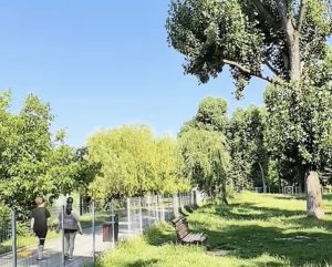  Campanie gratuită de sterilizare pentru câini și pisici, lansată la Târgoviște
