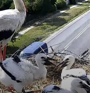 LA RĂCARI,  SPECTACOLUL NATURII CONTINUĂ LIVE ÎN CUIBUL DE BERZE