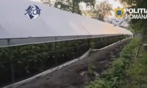 Captură uriașă de droguri