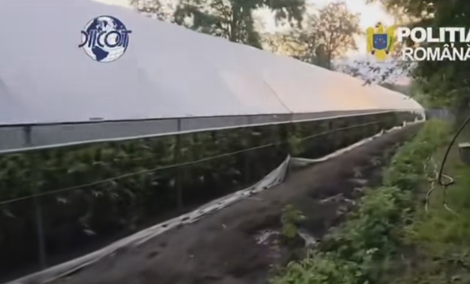 Captură uriașă de droguri : peste 2,4 tone de canabis, descoperite de polițiști și procurorii DIICOT Captură uriașă de droguri